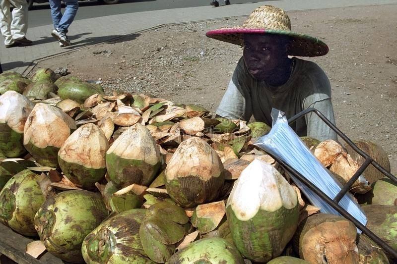Nigeria : La filière noix de coco continue de progresser. Les
