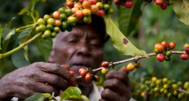 Afrique L’Ouganda maintient sa place de premier exportateur de café
