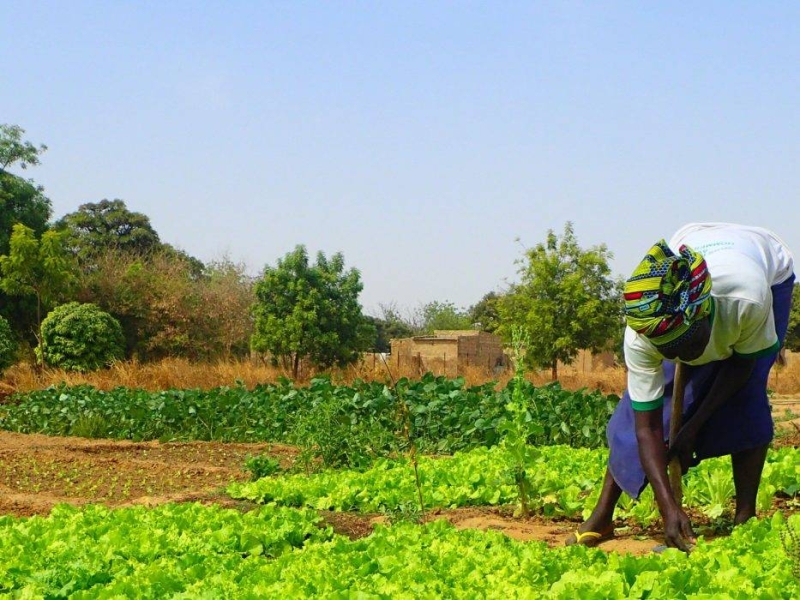 Burkina Faso. Un Plan Pour L'agriculture - L'Observateur