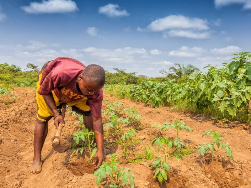 Kenya improves access to finance for smallholder farmers