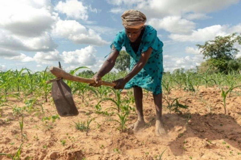 Zimbabwe.  El Niño threatens agriculture |  The Observer – L’Observateur du Maroc