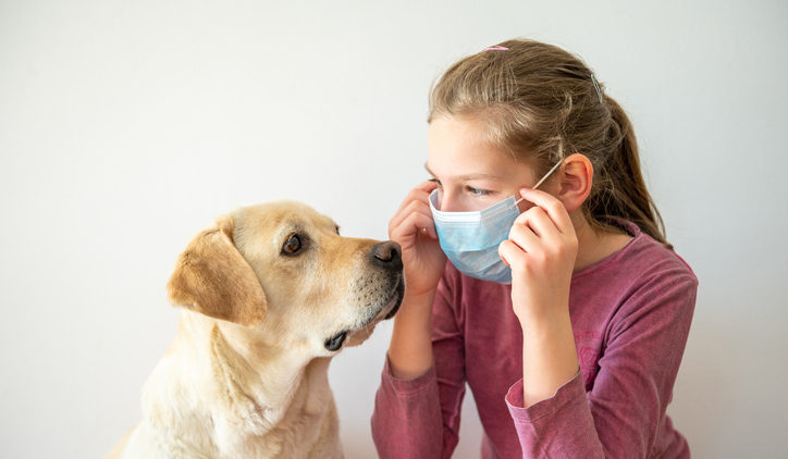 11 years old girl putting on a medical face mask to protect the upper respiratory tract. Girl puts on a medical protective facial mask against virus and infection diseases while she sitts near her labrador retriever dog