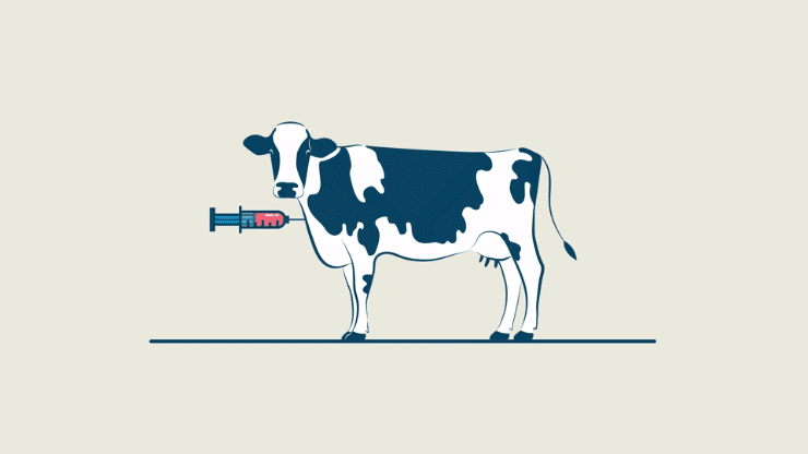 SAb Biotherapeutics n'est pas u00e0 son premier coup d'essai avec les vaches.