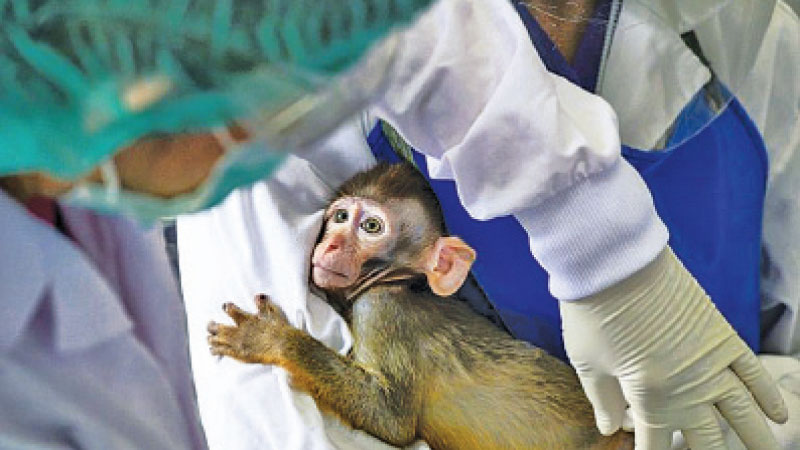Le vaccin aurait passu00e9 avec succu00e8s le cap des tests sur des primates. 