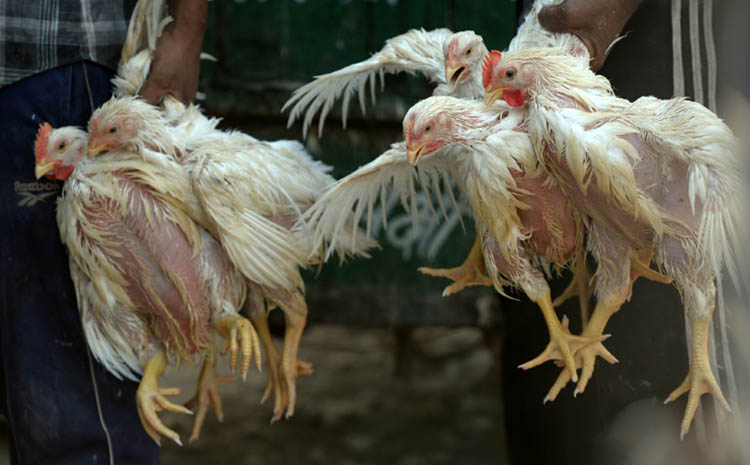 L'OMS animale lance elle aussi une alerte rouge...