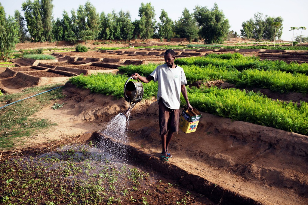 A man waters beet plants in a garden in Gao, Mali March 7, 2013. REUTERS/Joe Penney (MALI - Tags: AGRICULTURE SOCIETY) - RTR3EOMO