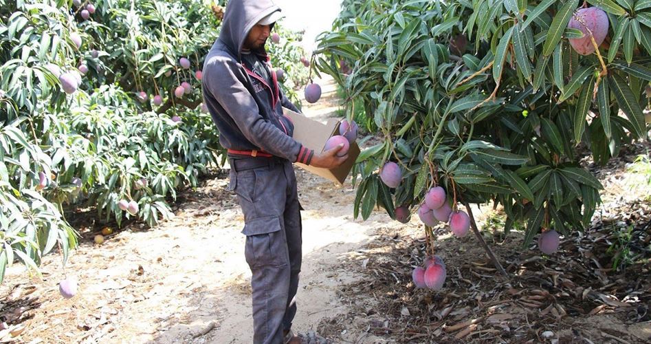 Plantation de mangues en territoires palestiniens