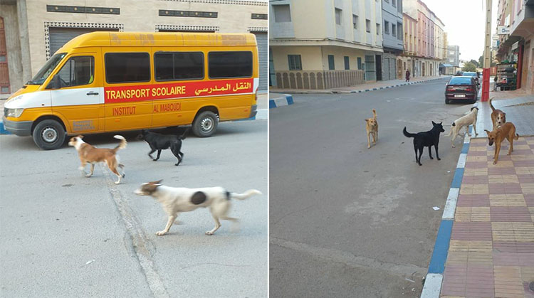 Des chiens errants rôdant autour d'une école à Zeghanghane